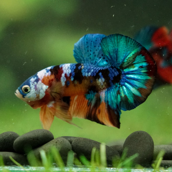Multicolor/Galaxy Koi Plakat -16 weeks Old