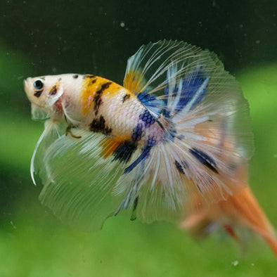 Galaxy/Candy Koi Halfmoon - 14 weeks old