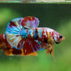 Multicolor/Galaxy Koi Plakat -13 weeks Old