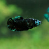 Black Galaxy Koi Plakat (Avatar) - Female- 13 Weeks Old