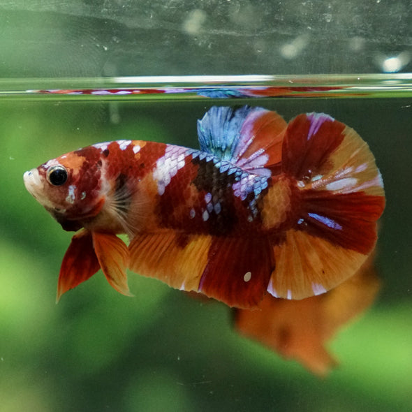 Multicolor/Galaxy Koi Plakat -13 weeks Old