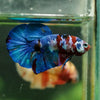 Multicolor/Galaxy Koi Plakat -16 weeks Old