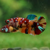 Multicolor/ Galaxy Koi Plakat- Female- 13 Weeks Old