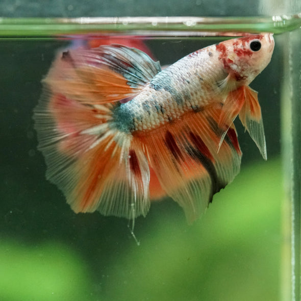 Galaxy/Candy Koi Halfmoon - 11 weeks old