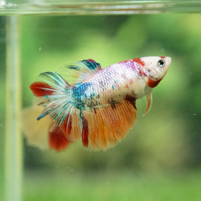 Multicolor/ Galaxy Koi Halfmoon - Female- 13 Weeks Old