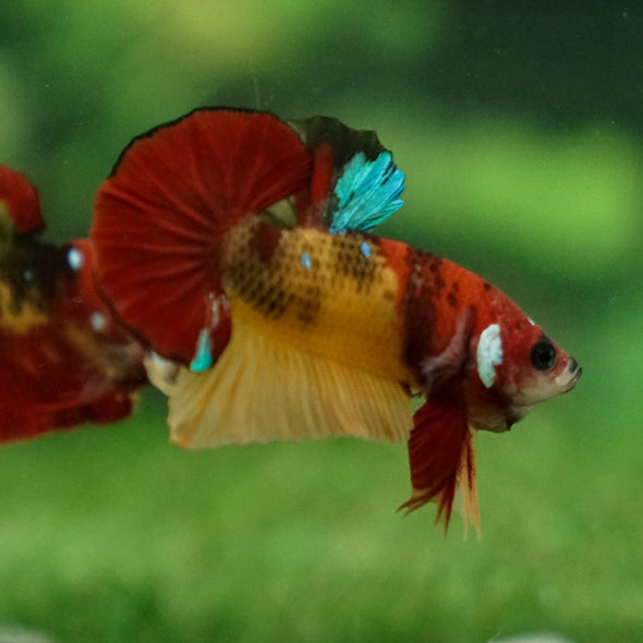 Multicolor/Galaxy Koi Plakat -13 weeks Old