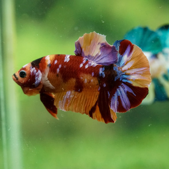 Multicolor/Galaxy Koi Plakat -14 weeks Old