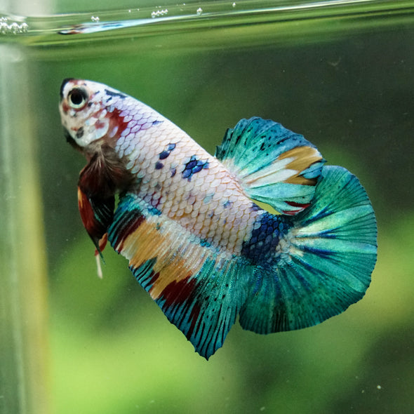 Multicolor/Galaxy Koi Plakat -16 weeks Old