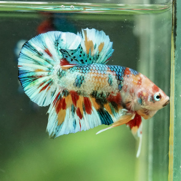 Multicolor/Galaxy Koi Plakat -16 weeks Old