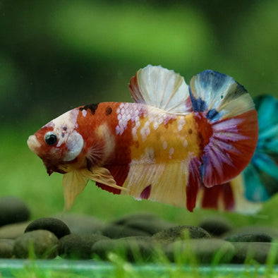 Multicolor/Galaxy Koi Plakat -15 weeks Old