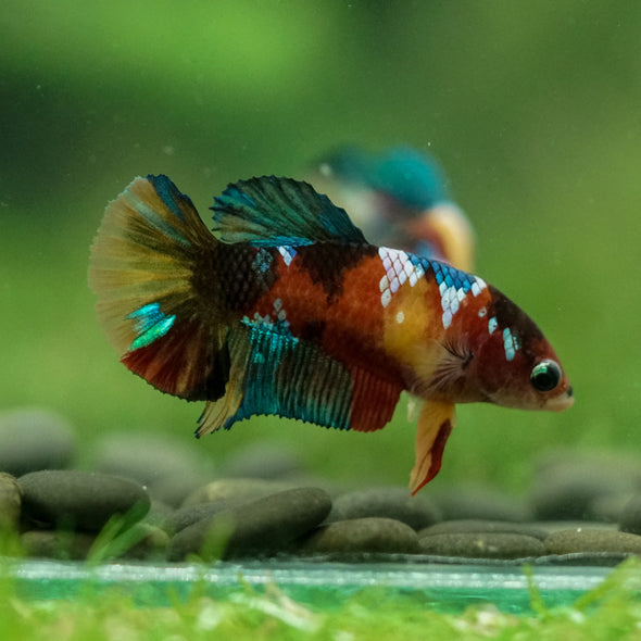 Multicolor/ Galaxy Koi Plakat- Female- 13 Weeks Old