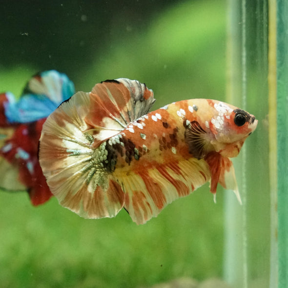 Multicolor/Galaxy Koi Plakat -13 weeks Old