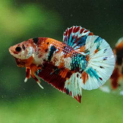 Multicolor/Galaxy Koi Plakat -16 weeks Old