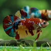 Multicolor/Galaxy Koi Plakat -15 weeks Old