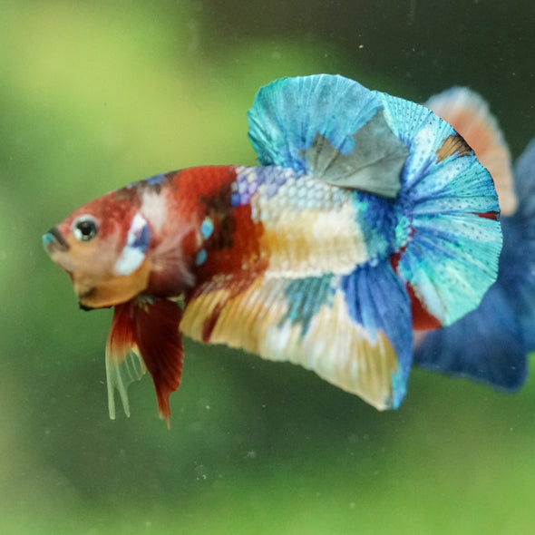 Multicolor/Galaxy Koi Plakat -16 weeks Old