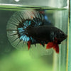 Black Base Galaxy/Candy Koi Halfmoon - 14 weeks old