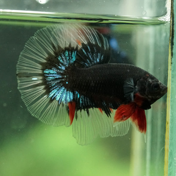 Black Base Galaxy/Candy Koi Halfmoon - 14 weeks old
