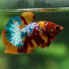 Multicolor/Galaxy Koi Plakat -13 weeks Old