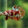 Multicolor/Galaxy Koi Plakat -16 weeks Old