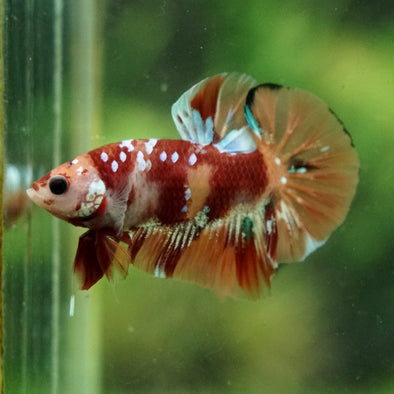 Multicolor/Galaxy Koi Plakat -16 weeks Old