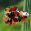 Multicolor/Galaxy Koi Plakat -16 weeks Old