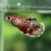 Multicolor/ Galaxy Koi Plakat- Female- 13 Weeks Old