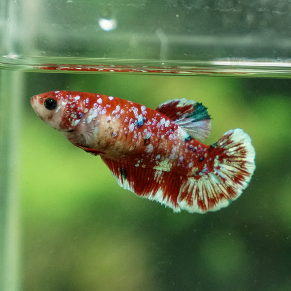 Multicolor/ Galaxy Koi Plakat- Female- 13 Weeks Old