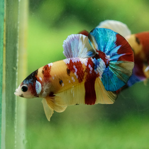 Multicolor/Galaxy Koi Plakat -15 weeks Old