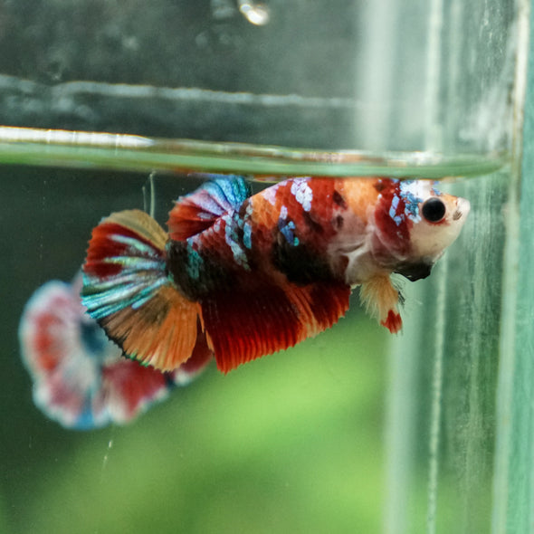 Multicolor/ Galaxy Koi Plakat- Female- 13 Weeks Old