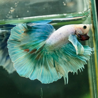 Dumbo Halfmoon - 11 weeks old