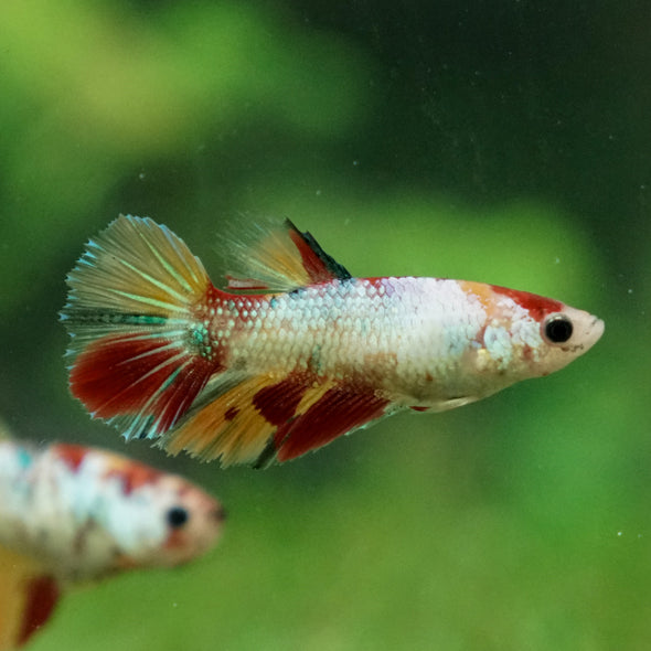 Multicolor/ Galaxy Koi Halfmoon- Female- 13 Weeks Old