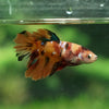 Multicolor/ Galaxy Koi Halfmoon- Female- 13 Weeks Old