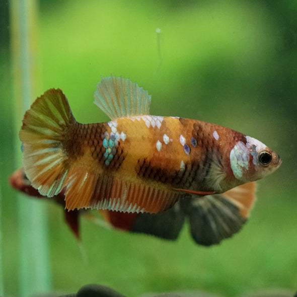 Multicolor/ Galaxy Koi Plakat- Female- 13 Weeks Old