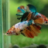 Multicolor/ Galaxy Koi Halfmoon- Female- 13 Weeks Old