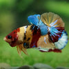 Multicolor/Galaxy Koi Plakat -16 weeks Old