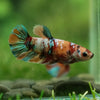 Multicolor/ Galaxy Koi Plakat - Female- 13 Weeks Old