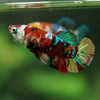 Multicolor/ Galaxy Koi Plakat- Female- 13 Weeks Old
