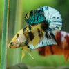 Multicolor/Galaxy Koi Plakat -16 weeks Old