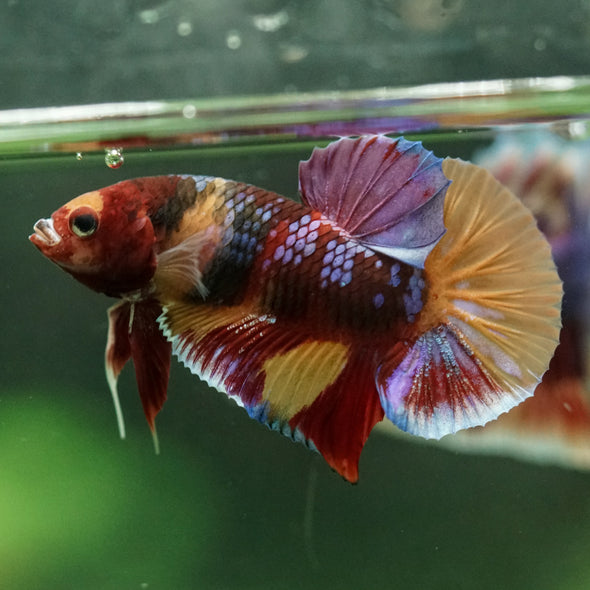 Multicolor/Galaxy Koi Plakat -11 weeks Old