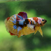 Multicolor/Galaxy Koi Plakat -13 weeks Old