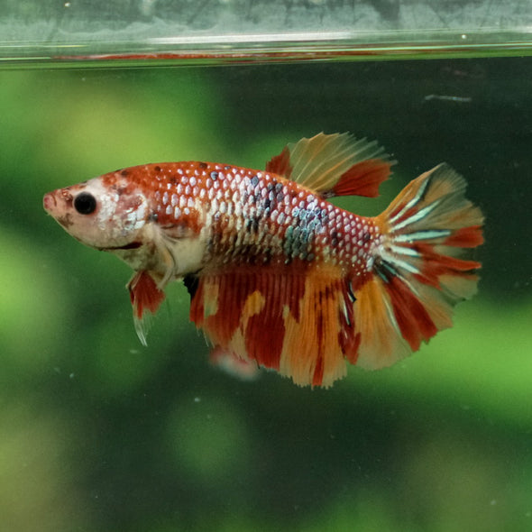 Multicolor/ Galaxy Koi Halfmoon- Female- 13 Weeks Old