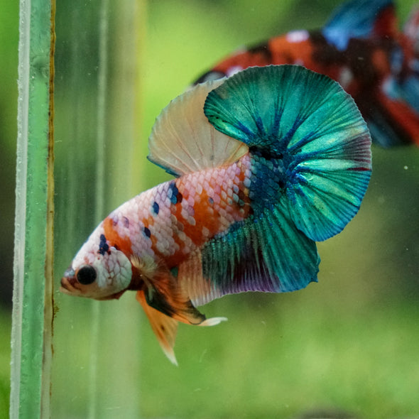 Multicolor/Galaxy Koi Plakat -16 weeks Old
