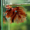 Galaxy/Candy Koi Halfmoon - 14 weeks old