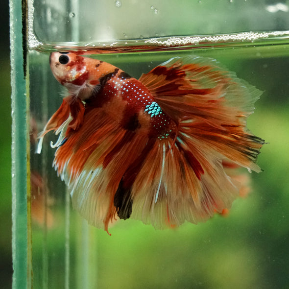 Galaxy/Candy Koi Halfmoon - 14 weeks old