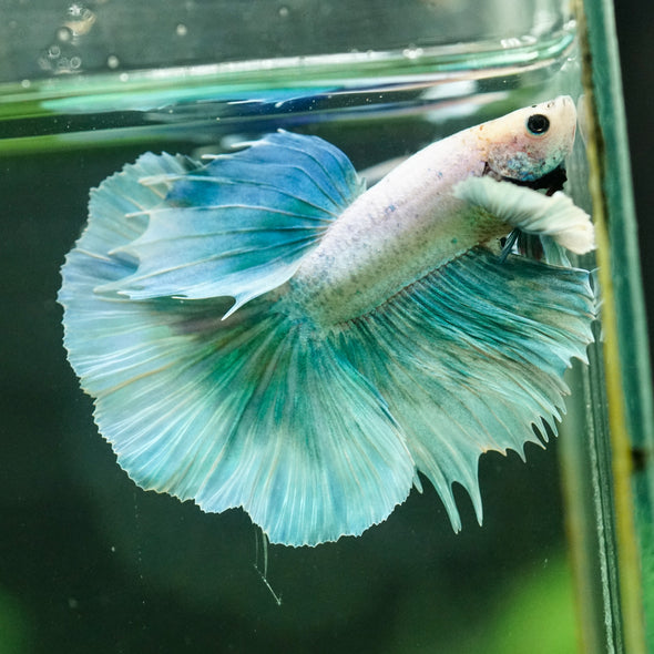 Dumbo Halfmoon - 11 weeks old