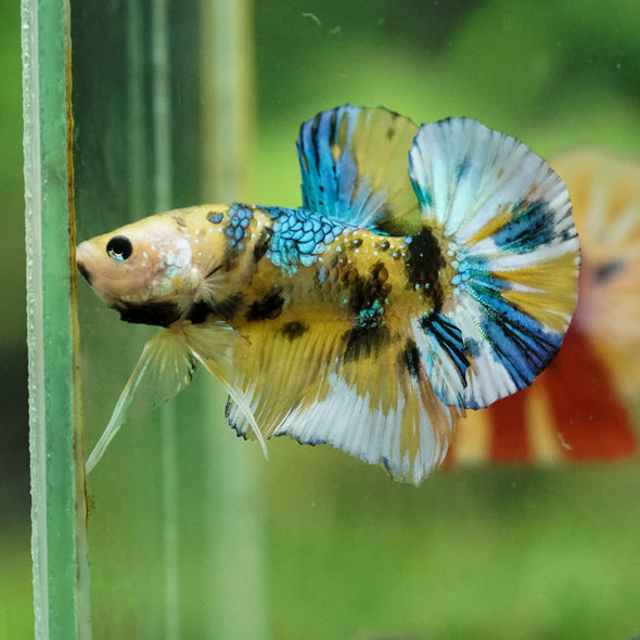 Multicolor/Galaxy Koi Plakat -16 weeks Old