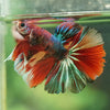 Galaxy/Candy Koi Halfmoon - 14 weeks old