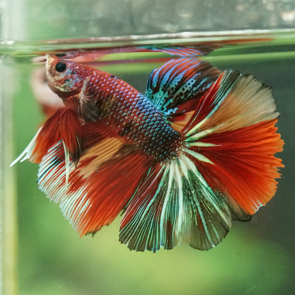 Galaxy/Candy Koi Halfmoon - 14 weeks old