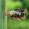 Multicolor/ Galaxy Koi Halfmoon - Female- 13 Weeks Old