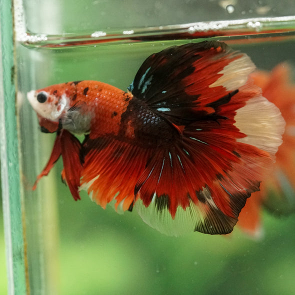 Galaxy/Candy Koi Halfmoon - 14 weeks old